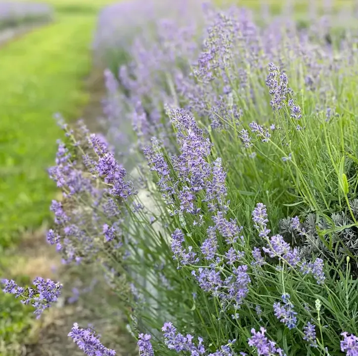 Lavender Bud Sachet